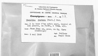 Image of Daedalea dochmia